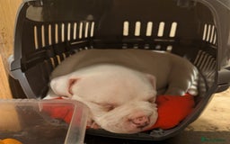 American Bulldog dogs for sale: Johnson American bulldog pups (ready to leave)  - Image 4