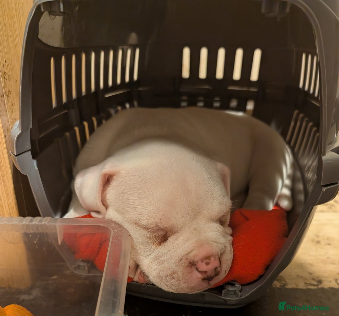 American Bulldog dogs for sale: Johnson American bulldog pups (ready to leave)  - Image 4