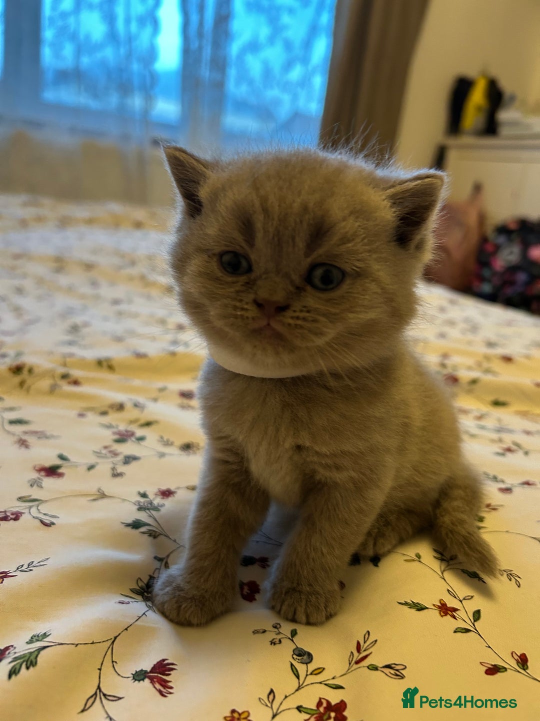 British Shorthair cats for sale: Beautiful British shorthair kittens - Advert 17