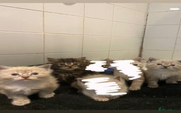 Snowshoe cats for sale: Girl kittens for sale - Image 1