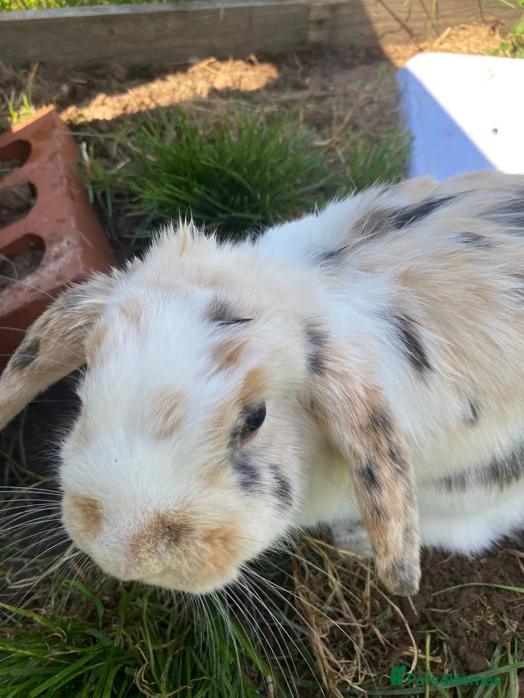 English Lop rabbits for sale: 2 female rabbits  in Winscombe - Advert 4