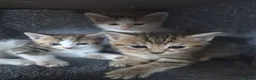 Mixed Breed cats for sale: Tabby Kittens and Tortoise Shell - Advert 9