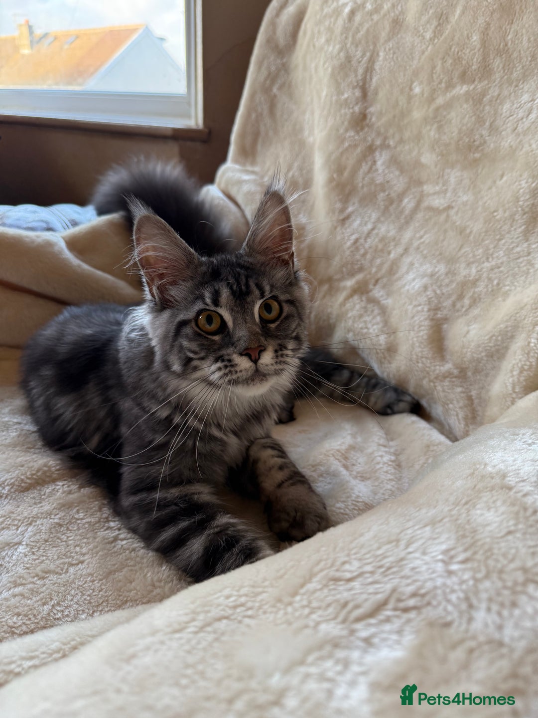 Maine Coon cats for sale: Pedigree GCCF Russian Import line Maine Coons - Advert 23