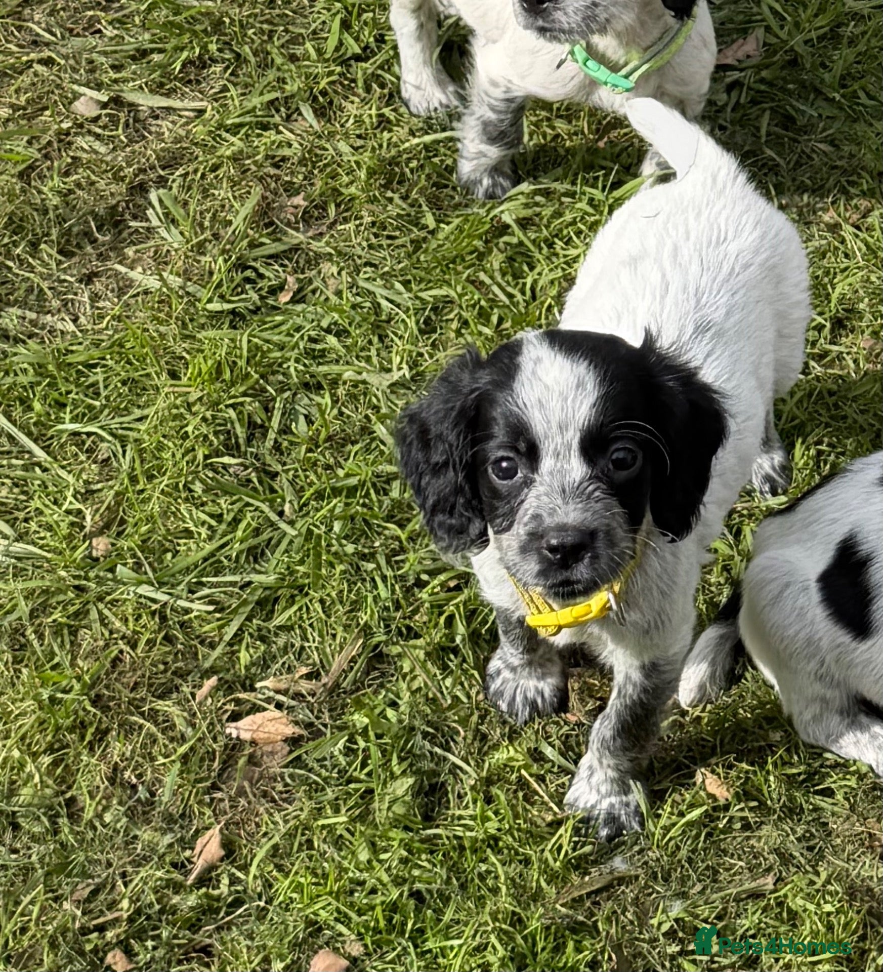 Sprocker dogs Sprocker Puppies - Ready Now - One Girl Left  - Advert 3