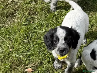 Sprocker dogs Sprocker Puppies - Ready Now - One Girl Left - Advert 3