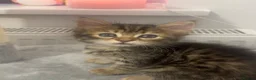 Mixed Breed cats for sale: 3 gorgeous kittens looking for loving home  - Advert 4
