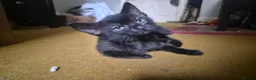 Mixed Breed cats for sale: Four beautiful, fluffy black tabby kittens  in Orpington - Advert 3