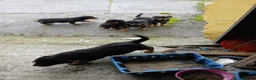 Rottweiler dogs for sale: 5 Purebred Rottweiler Puppies for Sale - Advert 11