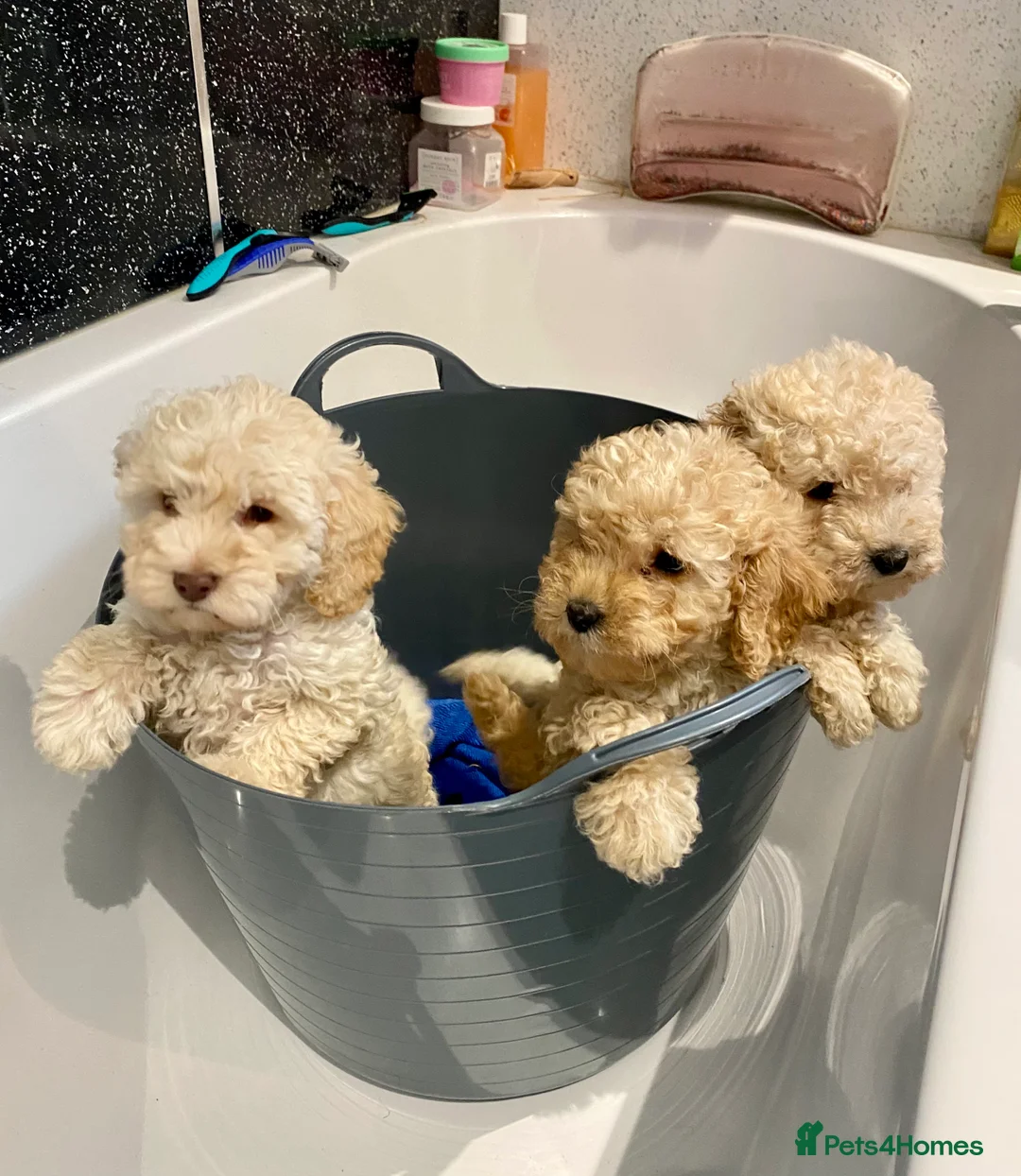 Cockapoo dogs for stud: Ralf.  in Dunfermline - Advert 8