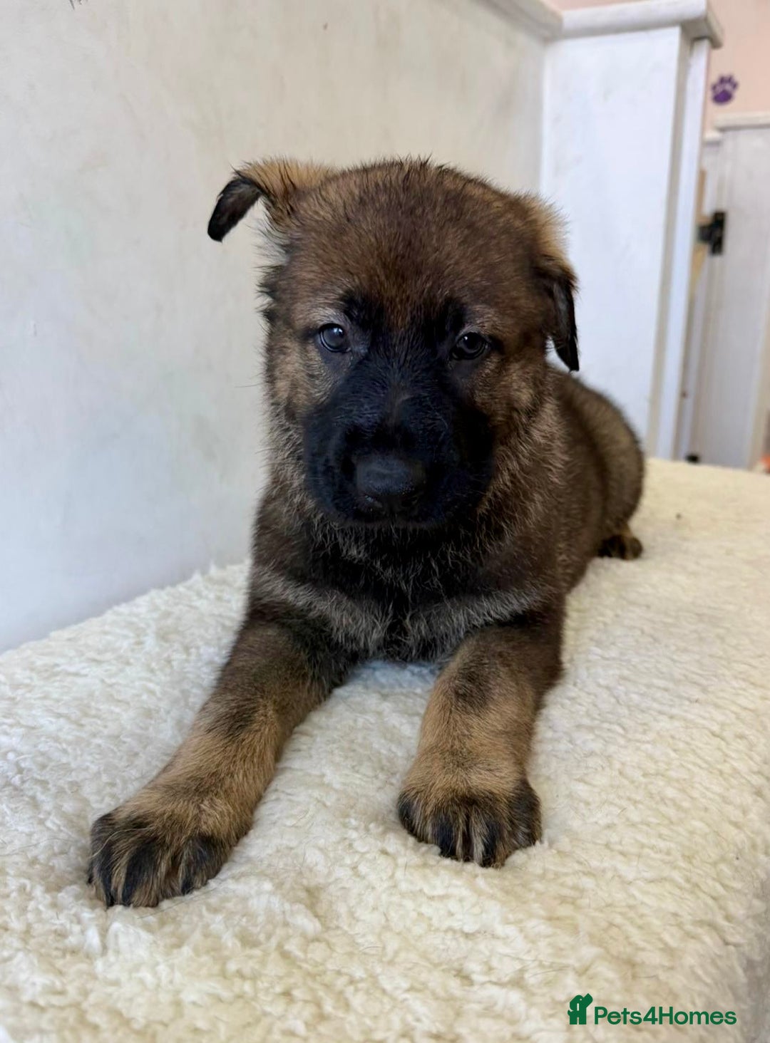 German Shepherd dogs for sale: DDR Working Line GSD Puppies Rare Working Lines - Advert 20