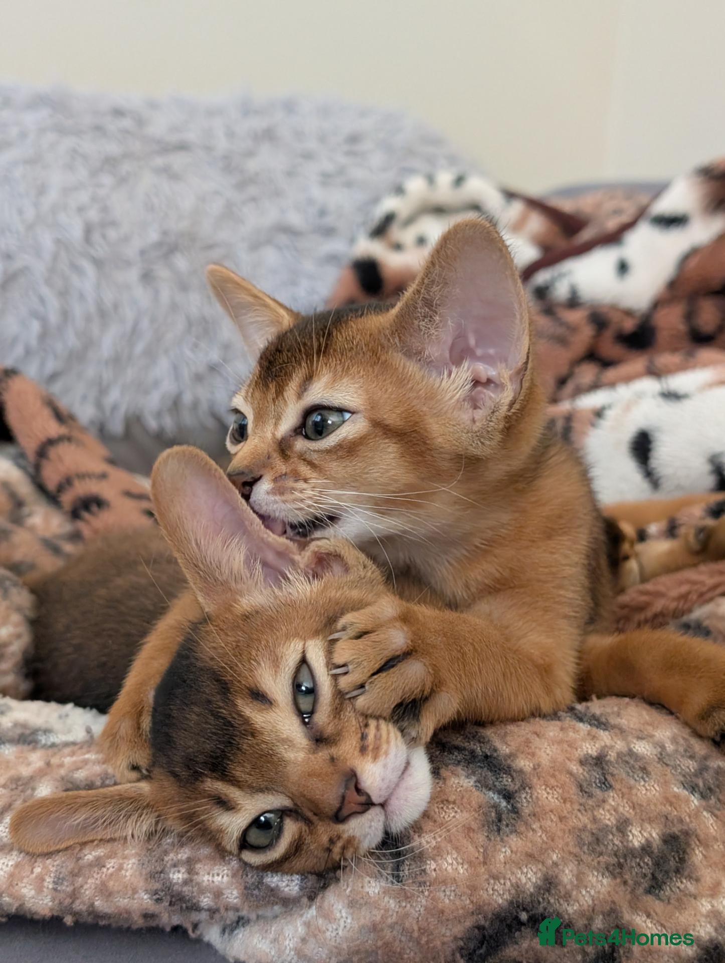 Abyssinian cats 🩷Girls 🩷 Show class kittens 🐾 - Advert 4