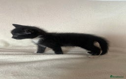 Mixed Breed cats for sale: Mixed Litter of 6 Kittens Different Personalities - Image 5