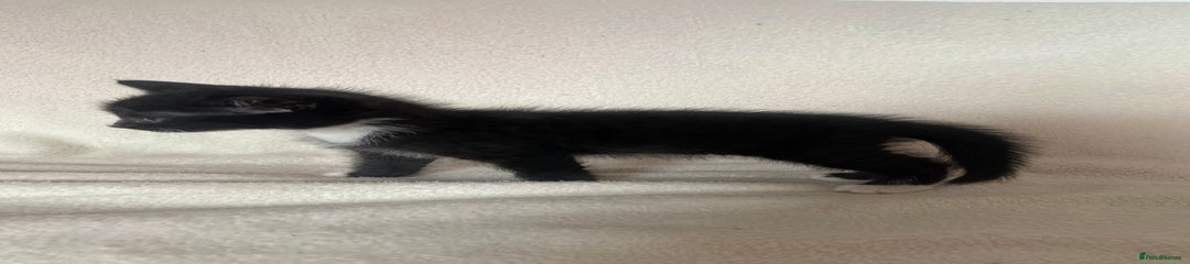 Kitten 2