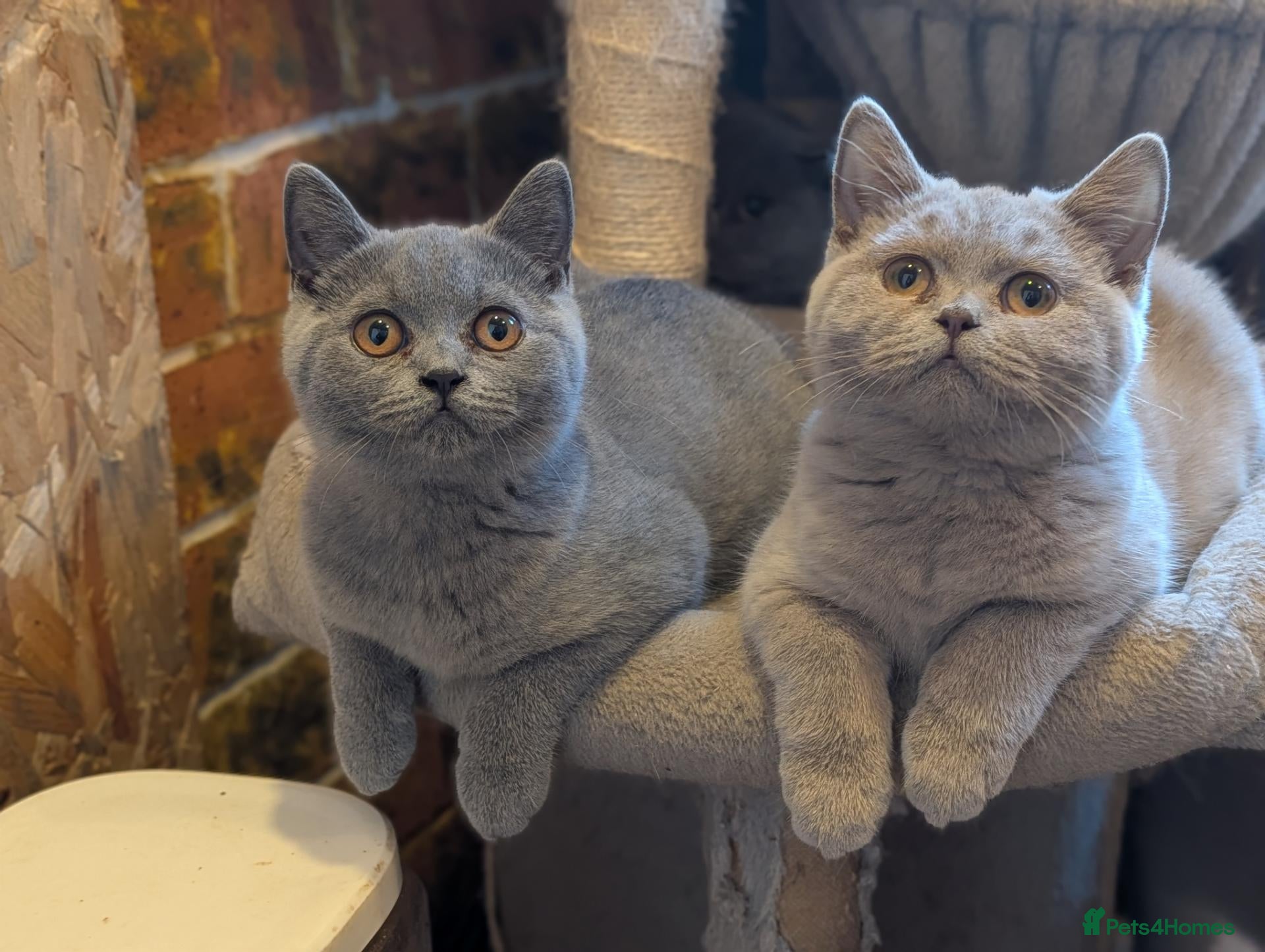 British Shorthair cats GCCF British Shorthair kittens  - Advert 13