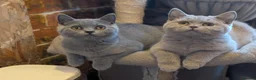 British Shorthair cats for sale: GCCF British Shorthair kittens  - Advert 1