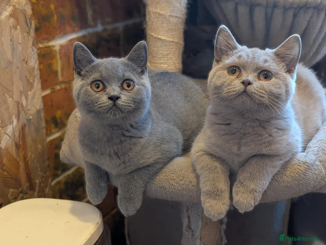 British Shorthair cats for sale: GCCF British Shorthair kittens  - Advert 1
