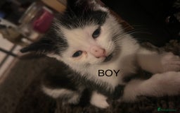 Mixed Breed cats for sale: Kittens for sale  - Image 3