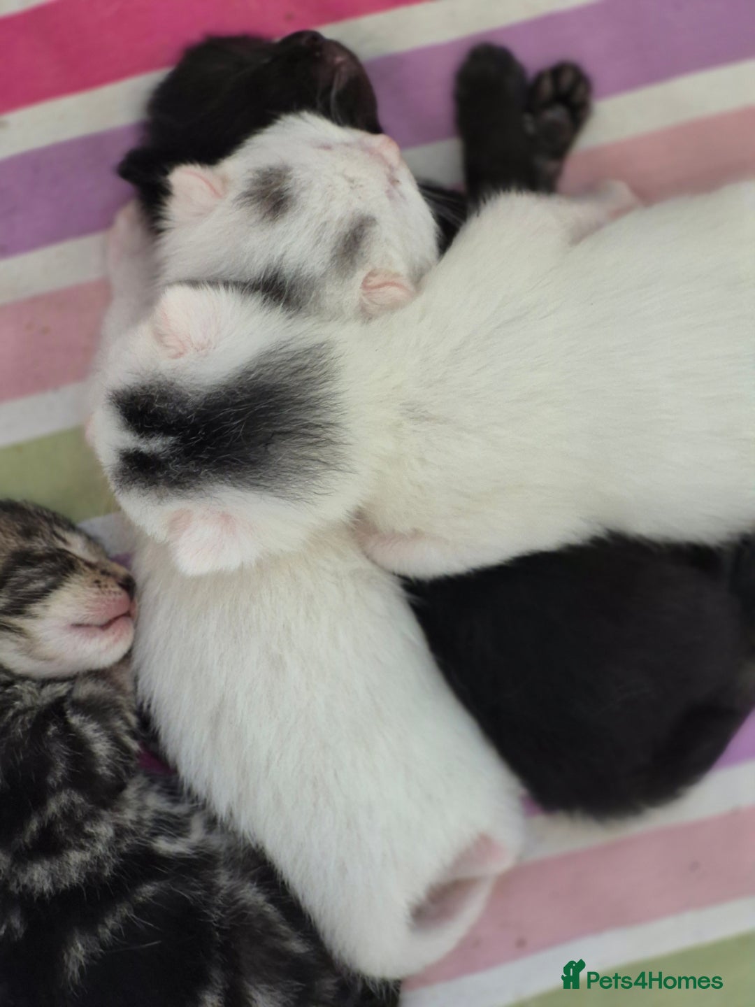 British Shorthair cats for sale: Boy kitten - Image 5