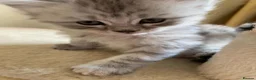 Siberian cats for sale: Siberian x Siberian Neva Masquerade Kittens - Advert 9