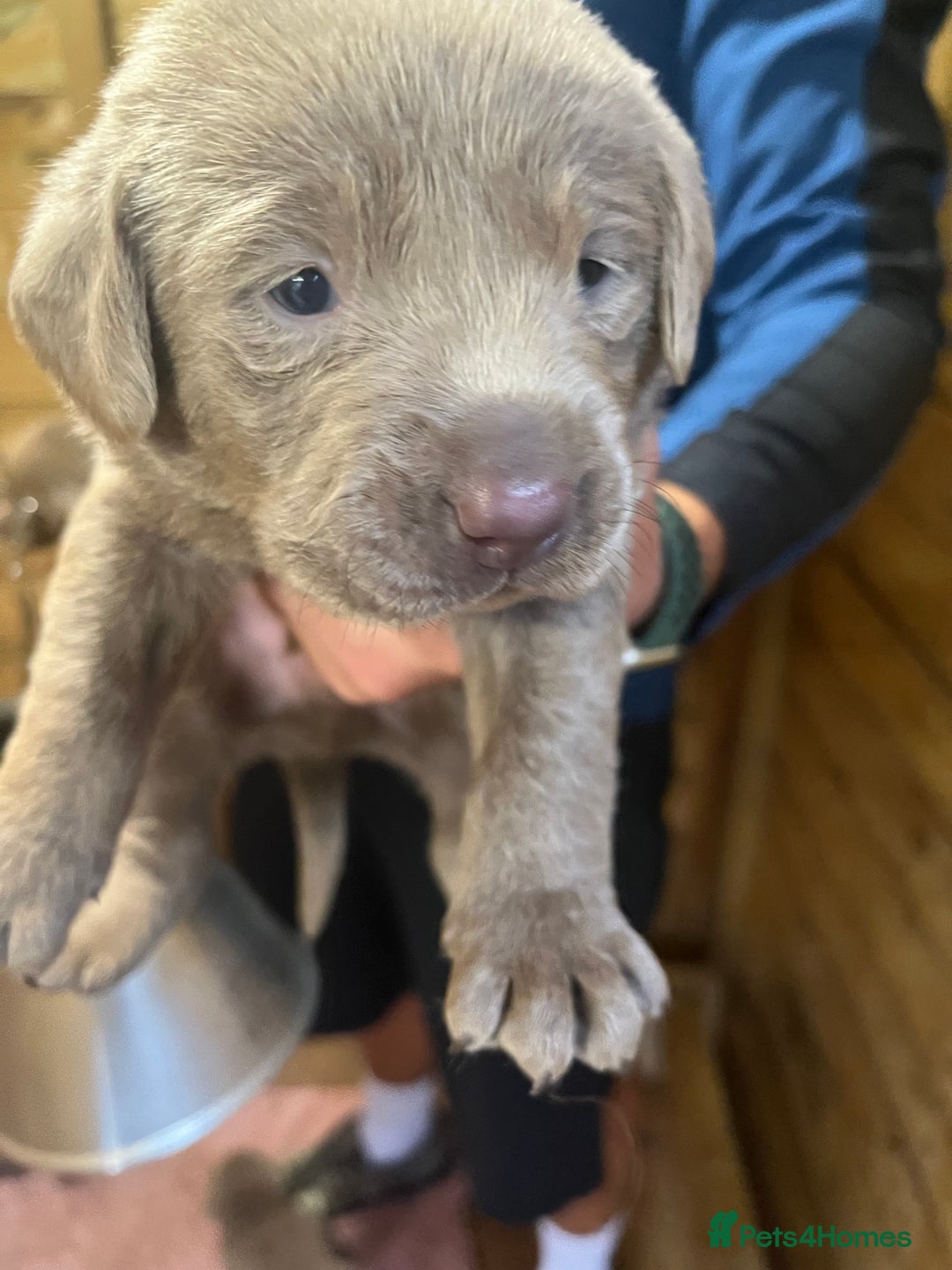 Labrador Retriever dogs for sale: Silver Labrador puppy’s  - Image 5