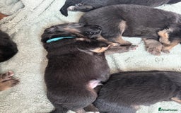 German Shepherd dogs for sale: Only 1 boy left Kc German Shepherd Puppies in Canvey Island - Image 15
