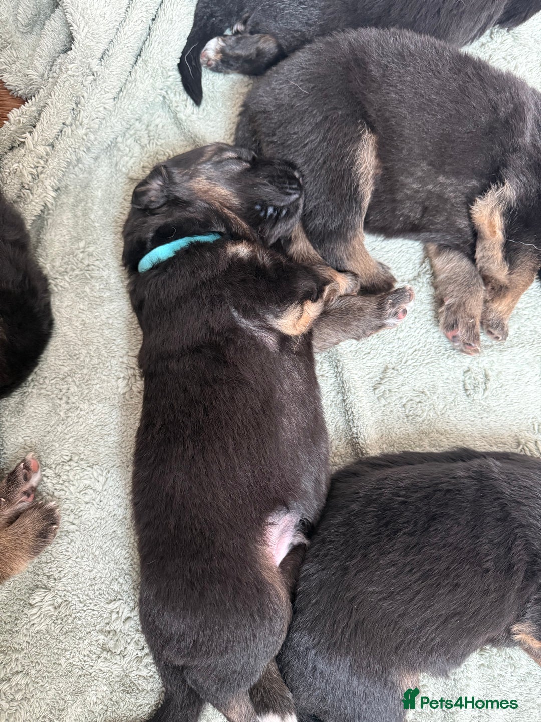 German Shepherd dogs for sale: Only 1 boy left Kc German Shepherd Puppies in Canvey Island - Image 15