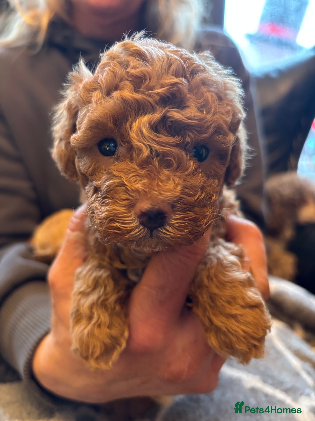 Cavapoo dogs for sale: Beautiful F1B cavapoo puppies - Advert 4