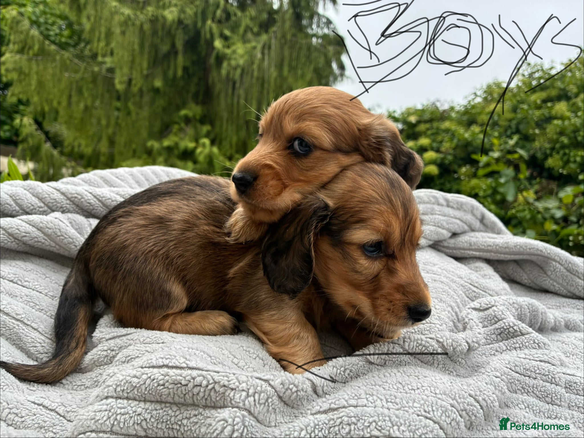 Miniature Dachshund dogs GORGEOUS KC reg PRA CLEAR MINI DACHSHUND PUPPIES - Advert 2