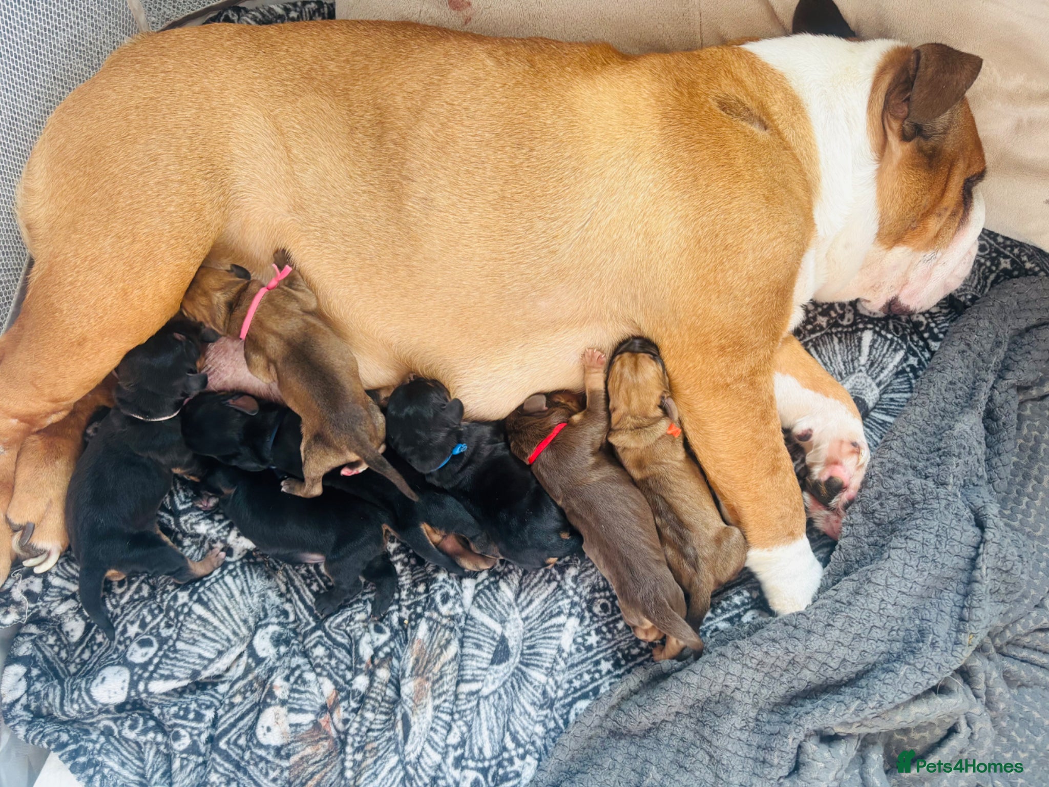 Mixed Breed dogs Cockerbull puppies born 16th March  - Advert 1