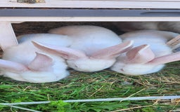 New Zealand rabbits for sale: New Zealand white rabbits For Sale  - Image 2