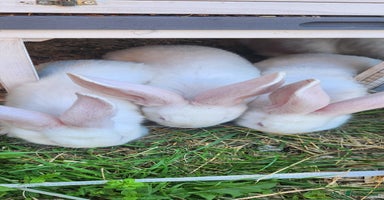 New Zealand rabbits - Advert 5