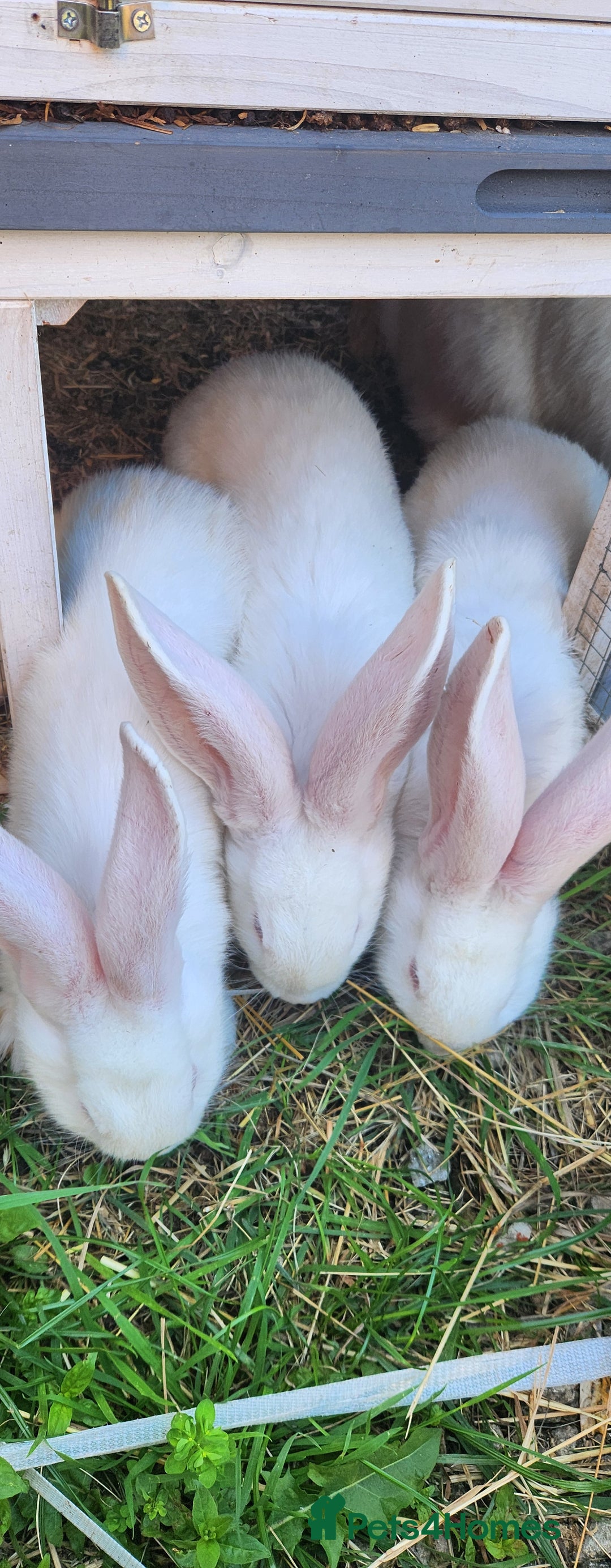 New Zealand rabbits for sale: New Zealand white rabbits For Sale  - Image 2