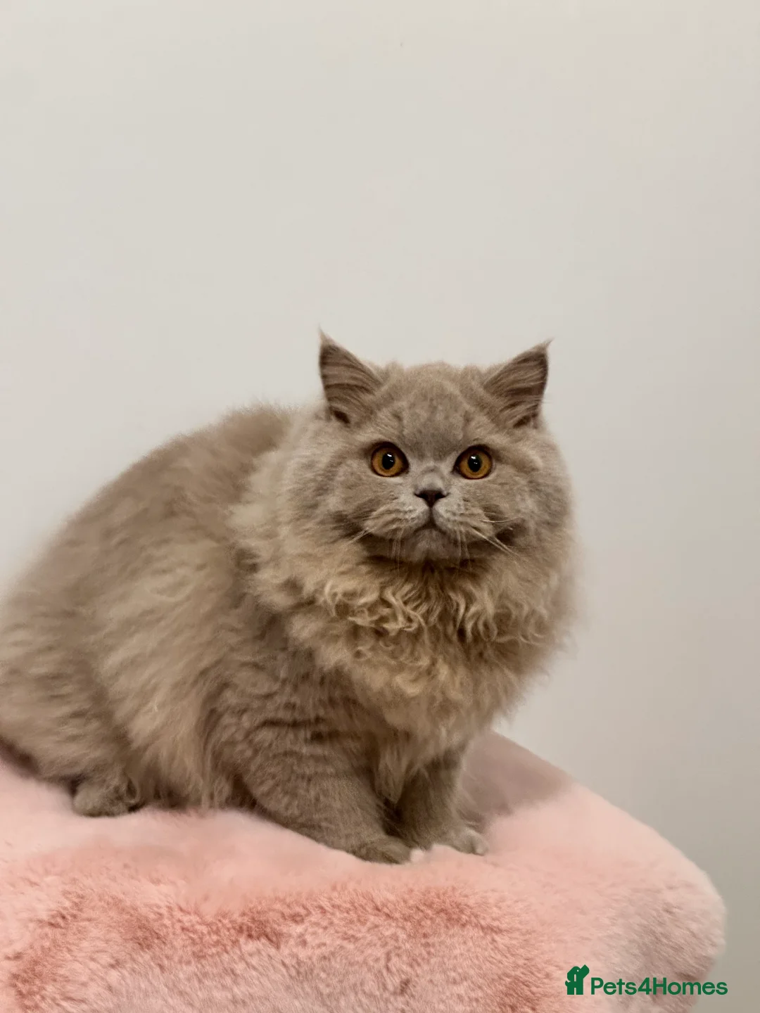 British Shorthair cats for sale: British Shorthair Chunky kittens - Advert 40