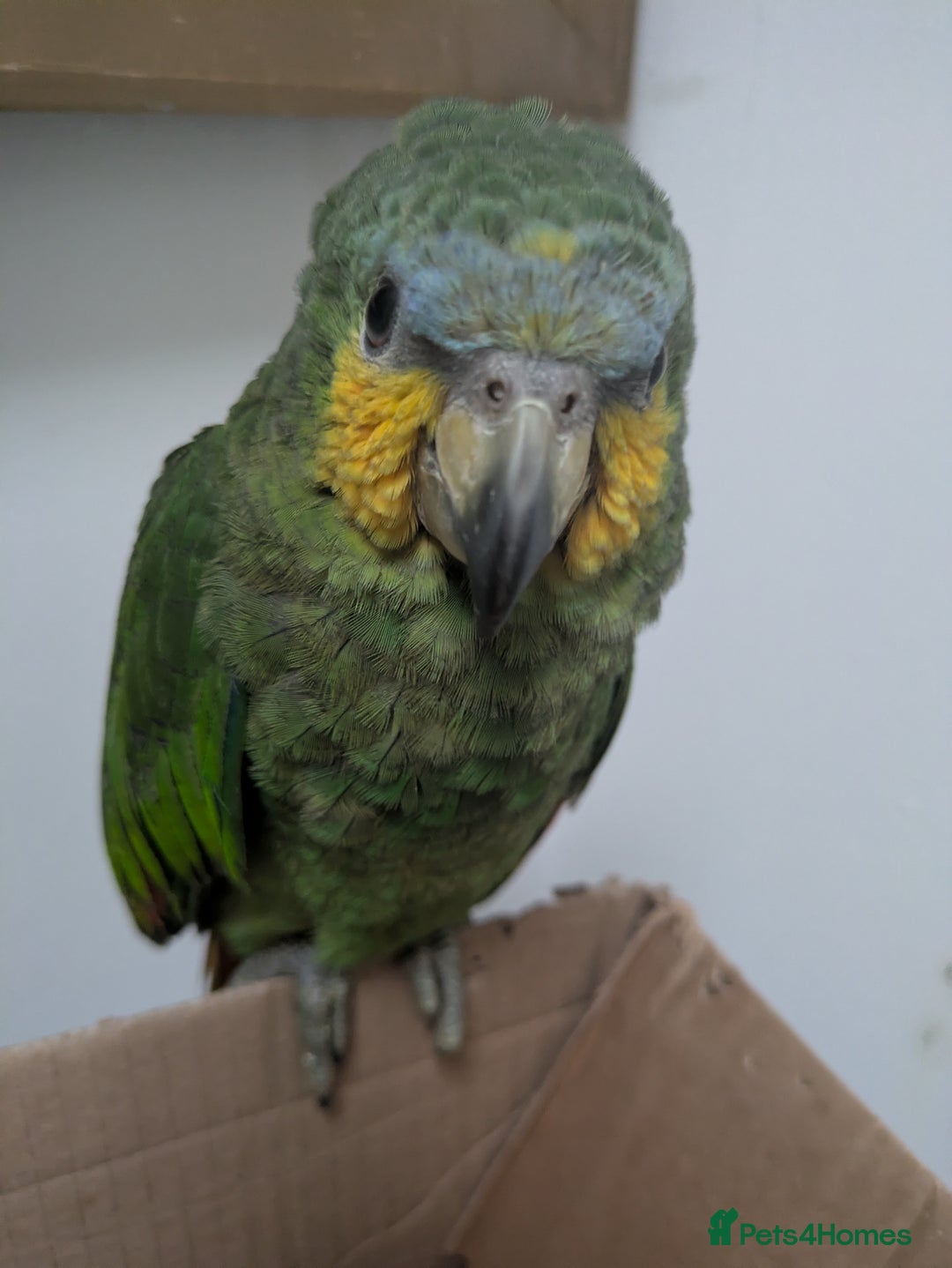 Parrots birds for sale: Orange winged Amazon friendly baby - Advert 7