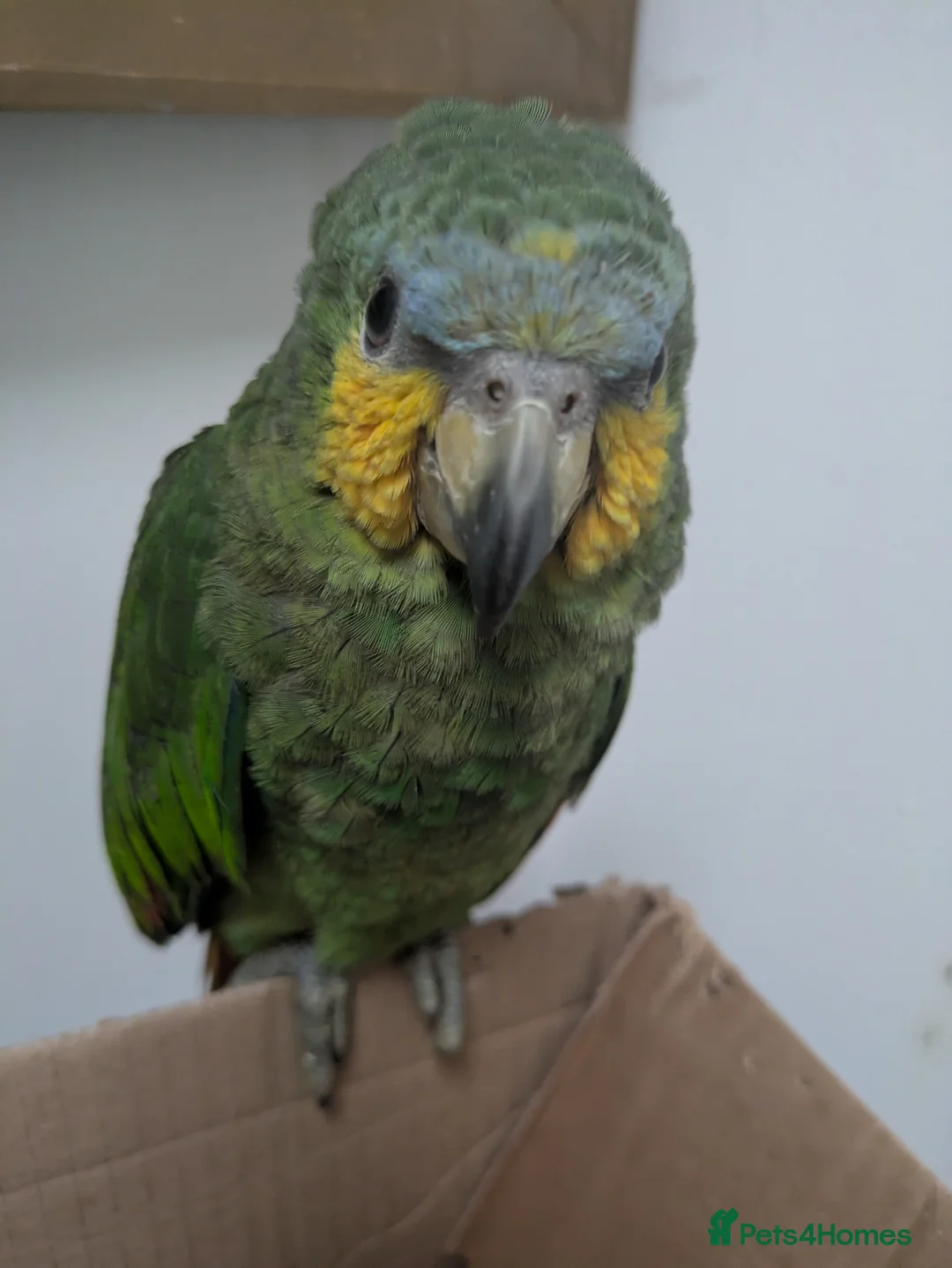 Parrots birds for sale: Orange winged Amazon friendly baby - Advert 7