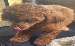Toy Poodle dogs for sale: Kc toy poodle red boys - Image 14