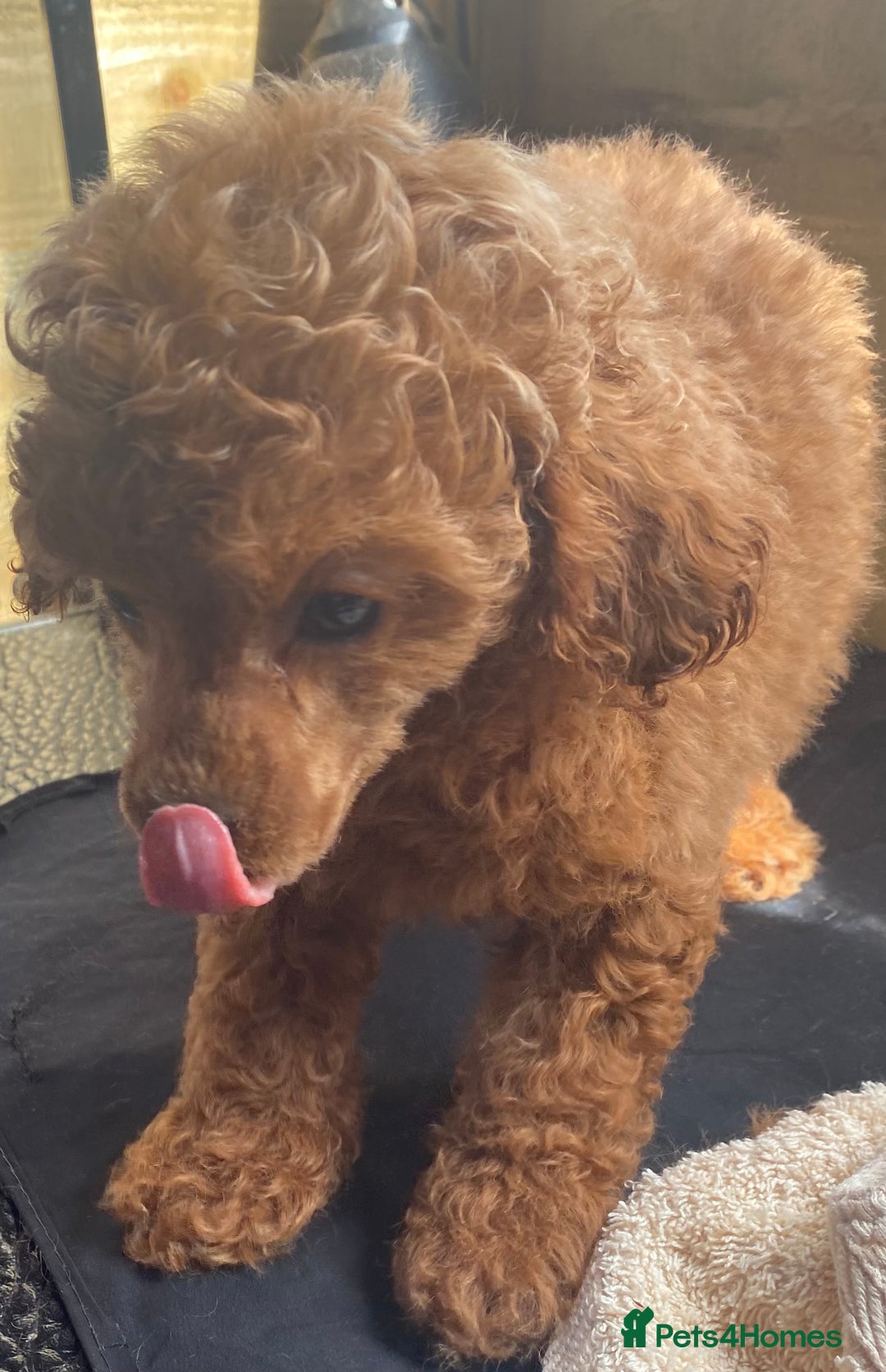 Toy Poodle dogs for sale: Kc toy poodle red boys - Image 14