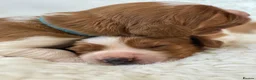 Welsh Springer Spaniel dogs for sale: KC Reg Welsh Springer Spaniels Fully Health Tested - Advert 13