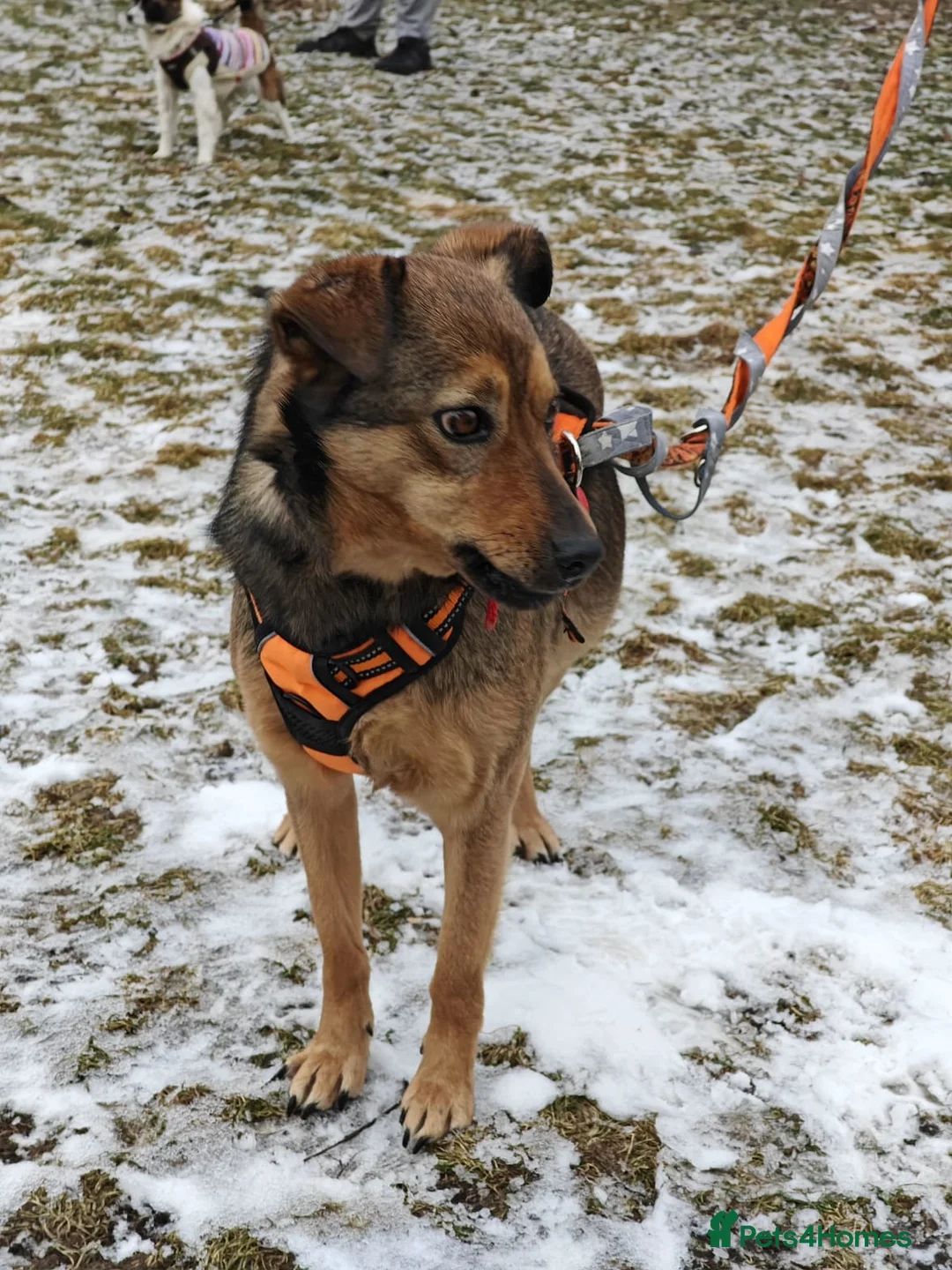 Mixed Breed dogs for adoption: ❤️JESSY❤️- low medium loving and gentle girl  in Faversham - Advert 2