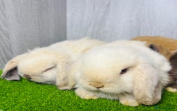 Mini Lop rabbits for sale: 🐰 Pedigree purebred Miniture Lop Kits 🐰 - Image 2