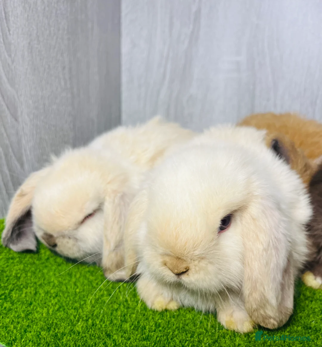 Mini Lop rabbits for sale: 🐰pure bred Miniature Lop 🐰 - Advert 6