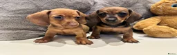 Miniature Dachshund dogs for sale: KC champion bloodline PRA clear minature dachshund - Advert 3