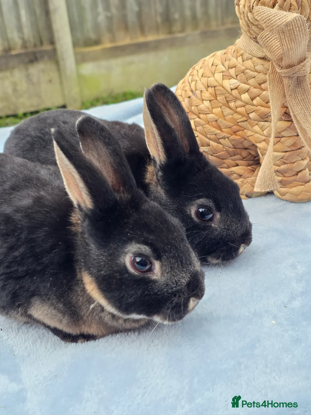 Rex rabbits for sale: Black otter mini rex Bucks  - Advert 1