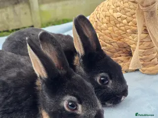 Rex rabbits Black otter mini rex Bucks - Advert 5