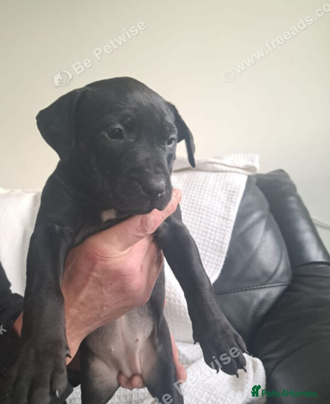 Mixed Breed dogs American staffordshire cross english bull terrier - Advert 2