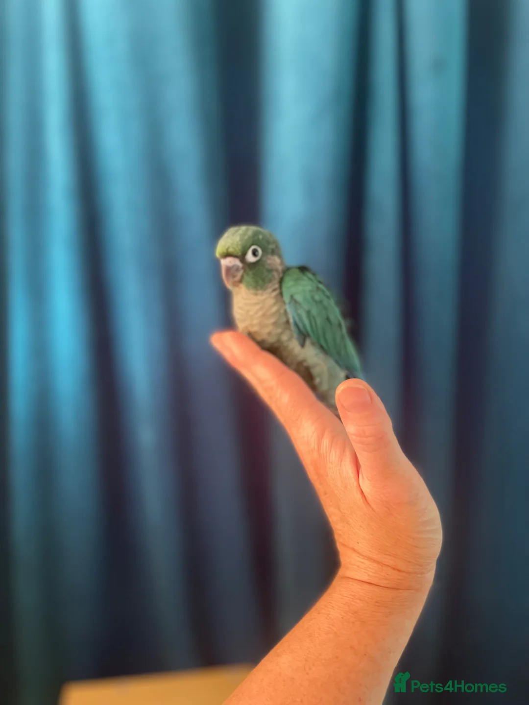 Conures birds for sale: Baby mutation green cheeked conure - Advert 1