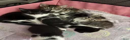 Mixed Breed cats for sale: 3 tabby 3 black and white - Advert 10