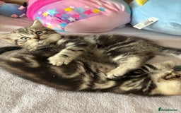 British Shorthair cats for sale: Silver tabby BSH cross - Image 7