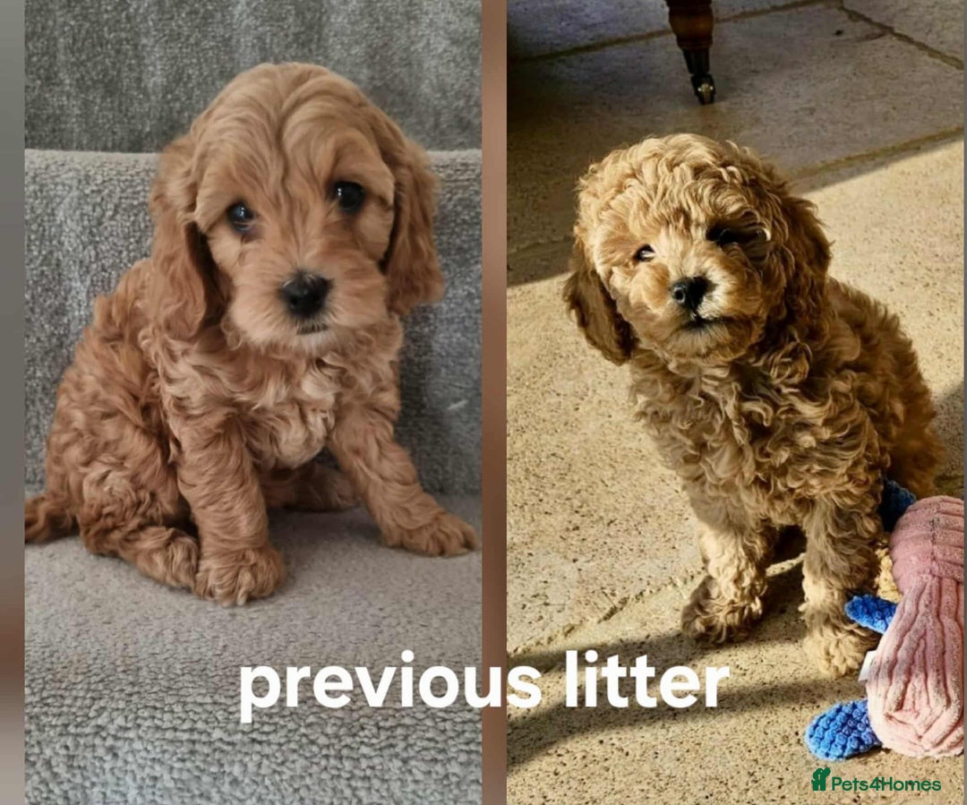 Cavapoo dogs for sale: Beautiful F1b cavapoo 💚💙🩷 - Image 2