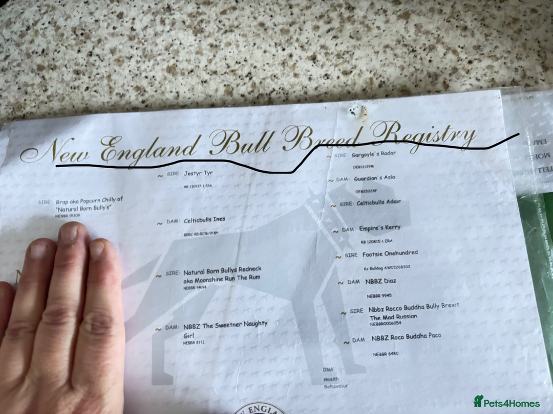 Olde English Bulldogge dogs for sale: Loving oldEngland Bulldog Lookingfor a 4eva Home  - Advert 2